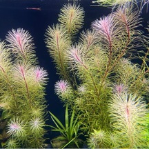 Rotala Bossi Saksı Canlı Bitki