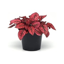 Benekli Hypoestes Fidanı Kırmızı 10-20 Cm
