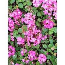 Videolu 1 Adet Açık Pembe Sardunya Çiçeği 15-25 Cm Saksılı Çiçekli Bodur Bitkiler Geranium
