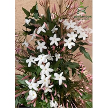 Mis Kokulu Klasik Yasemin Çiçeği 1 Adet Saksılı/tüplü 30-60cm Jasminum