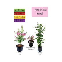 Pembe Oya Ağacı+ Hanımeli Çiçeği+ Telgraf Çiçeği Hediyeli