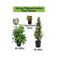 Favori Ürün Kartopu Viburnum 1 Adet+kokulu Arap Yasemini1 Adet+yaprak Güzeli Hediye Bahçe Bitkisi
