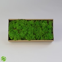 Trend Bahçe Reindeer Moss Forest Green Şoklanmış Norveç Yosunu 500 G