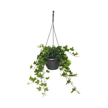 Hedera Sarmaşık 2 Adet - Askılı Saksıda  6257