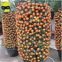 20 Adet Tohum Organik Hobi Bahçe Balkon Mandalina Bonsai Ağaç Tohum