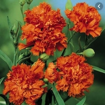 Chabaud Orange Karanfil Çiçeği Tohumu 70 Adet N112793
