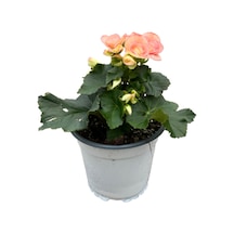 Begonia Elatior 'pinkish' Katmerli Begonya
