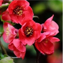 Japon Ayvası Bahar Dalı Fidanı 20-30 Cm Chaenomeles Japonica