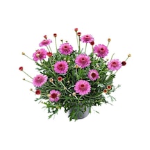 Prenses Papatyası, 5 Adet
