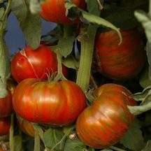 Aromatik Chocolate Stripes Domates Tohumu 15 Tohum