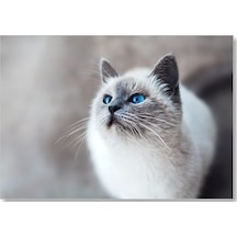 Cakasepetim Mavi Gözlü Ragdoll Kedisi Ahşap Mdf Tablo