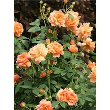 Turuncu Yediveren Kokulu Gül Fidanı 1 Adet Saksılı Bahçe Bitkisi 30-60 Cm Orange Rose