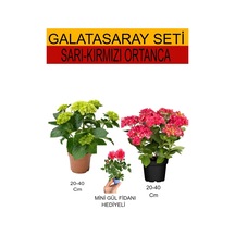 2'li Takım Seti Sarı-kırmızı Ortanca+ Hediyelik Pembe Gül Fidanı