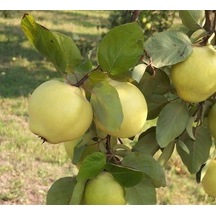 4 Yaş Aşılı Ekmek Ayvası Fidanı