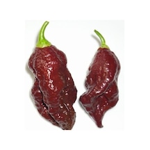Kahverengi Bhut Jolokia Biber Tohumu
