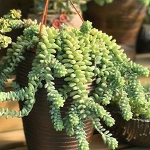 Serada Decor Plant Sedum Burrito Morganianum Eşek Kuyruğu Sukulent Bitki
