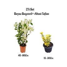 Beyaz Renk Begonvil Çiçeği Fidanı+altuni Taflan Çit Bitkisi 2'li Set Dış Mekan Bitkileri