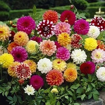 Karışık Renkli Bodur Dahlia Tohumu, 80 Tohumlu Paket