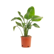 Starliçe Strelitzia Reginae Cennet Kuşu Bitkisi 50-70cm Salon Çiçeği