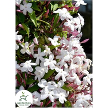 Mis Kokulu İzmir Yasemini Çiçeği 1 Adet Saksılı/tüplü 30-60cm +yaprak Güzeli