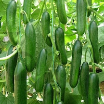 Mis Kokulu Çengelköy Salatalık Tohumu Ekim Seti 20 Tohum + Saksı