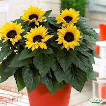 30 Adet Tohum Süs Ayçiçeği Sarı Süs Ay Çiçeği Tohumu Saksı Toprak