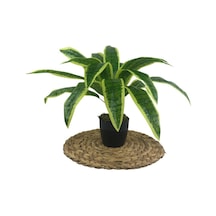 Yapay Çiçek Masengena Sansevieria 12 Dal 40x50Cm Salon Çiçeği Pla