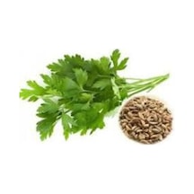 50 Adet Tohum Geniş Yaprak Maydonoz Tohumu Süpriz Hediye Sebze Tohumu Saksı Toprak Hediyemizdir