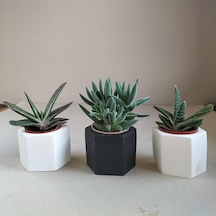 Crassula & Gasteria 3'lü Sukulent Seti | Siyah & Beyaz Seri