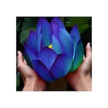 10 Adet Tohum Nadir Mavi Water Lilly Su Çiçeği Tohumu Organik