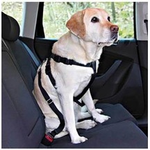 Köpek Emniyet Kemeri Large 70-90 Cm Çok Renkli