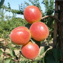 Tüplü Aldeniz Perfect Red Kayısı Fidanı