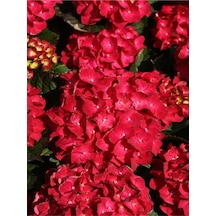 Kırmızı Çiçekli Ortanca Fidanı 30-60 Cm Tüplü Çiçekli Bodur Bitkiler Red Hydrangea