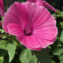 Lavatera Trimestris Regis Pembe Pamuk Çiçeği Tohumu 50 Tohum