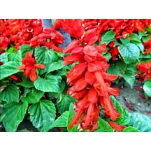 Ateş Çiçeği Tohumu 10+ Tohum N117795
