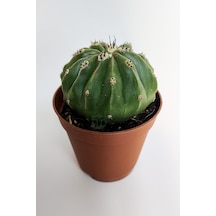 Melocactus Maxonii Inermis Şapkali Özel Tür Koleksiyon Kaktüs 5.5