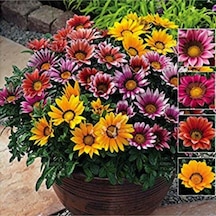5 Adet 5 Renk Gazania Çiçeği Tohumu