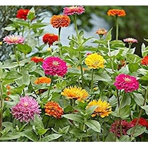 Fidanistanul Zinnia Karışık Renk Çiçek Tohumu 150 Adet