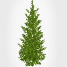 Tüplü Leylandi cupressocyparis Leylandii Fidanı 10-20cm