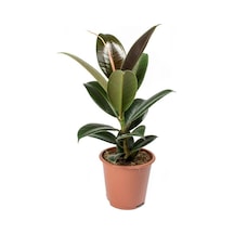 Kauçuk Ağacı 80 cm