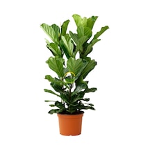 3 Gövdeli Keman Yapraklı Kauçuk Bitkisi 'ficus Lyrata' 120-130cm