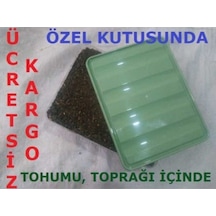 Beyaz Şapkalı Kültür Mantarı Tohumu Ekili Kutu Ve Yönerge