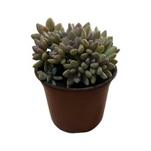 Graptopetalum 'Mirinae Cristata' (Sukulent) Ø12 CM Y15-20 CM