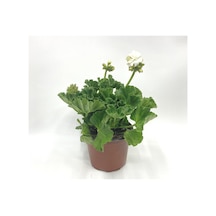 Sardunya Çiçeği Fidanı Fidesi Beyaz 10-20 Cm