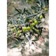 Gemlik Zeytin Fidanı 90 110 Cm Tüplü 4 Adet Zeytin Fidesi Olive Seedling