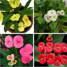 Milli Dikenler Tacı Sarı-beyaz-pembe-kırmızı 4 Adet Saksılı 10-20cm Salon Bitkisi Euphorbia
