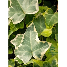 Hedera Helix Duvar Ağaç Sarmaşığı 1 Adet Saksılı 30-40cm Dış Mekan Bitkisi