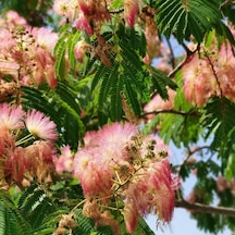 Tüplü Albizzia Julibrissin Gülibrişim İpek Ağacı Fidanı 30-60 Cm