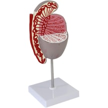 Testis Modeli, 10x Büyütülmüş - Testis Maketi 01