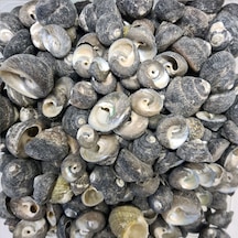 Moonshell Umbinium Kiloluk Deniz Kabuğu 1 Kg